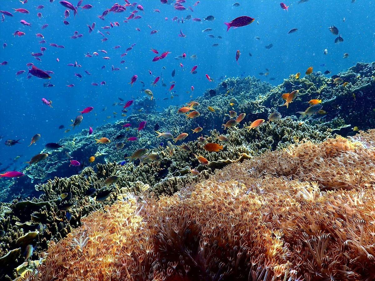 Love'S Beach & Dive Resort Moalboal Bagian luar foto