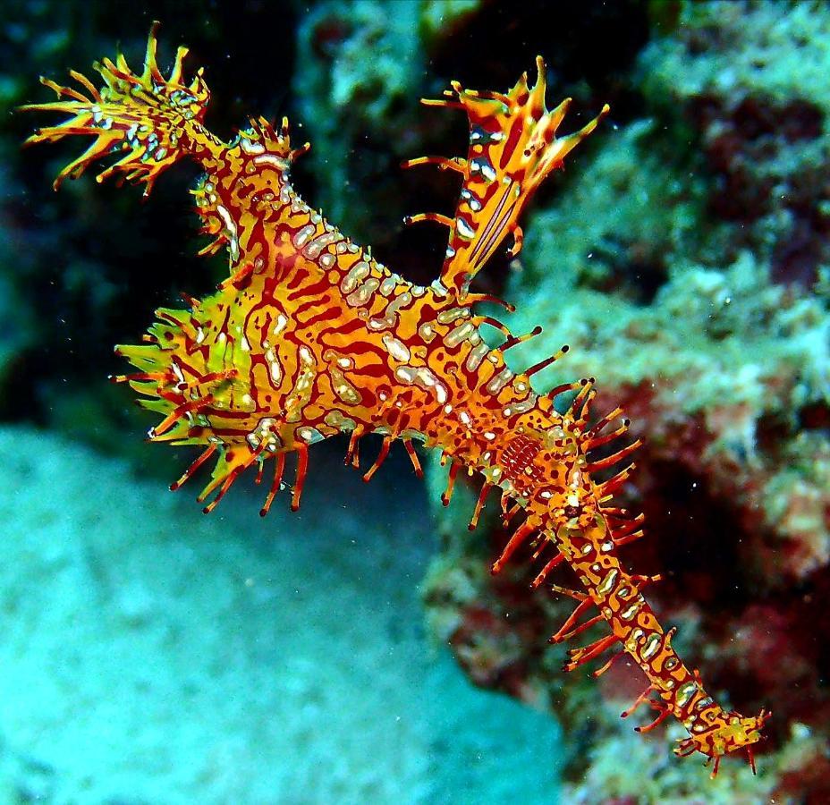 Love'S Beach & Dive Resort Moalboal Bagian luar foto