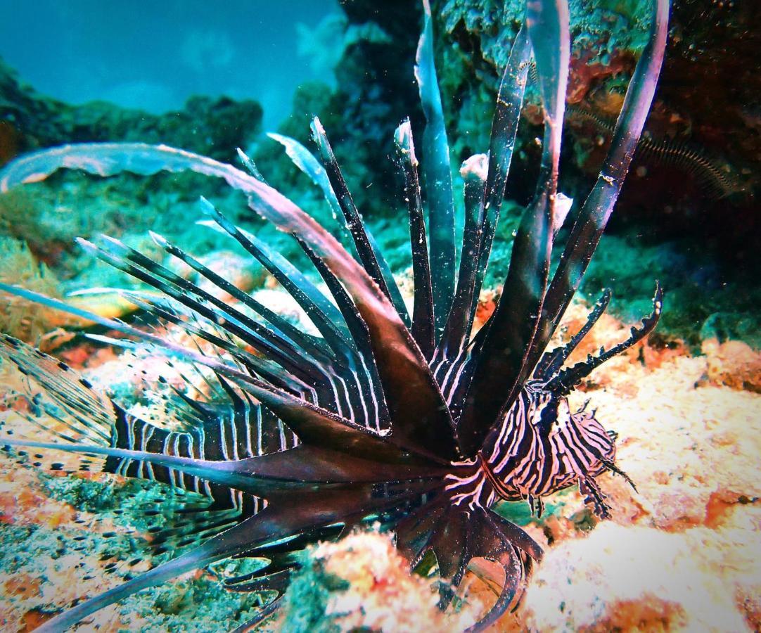Love'S Beach & Dive Resort Moalboal Bagian luar foto